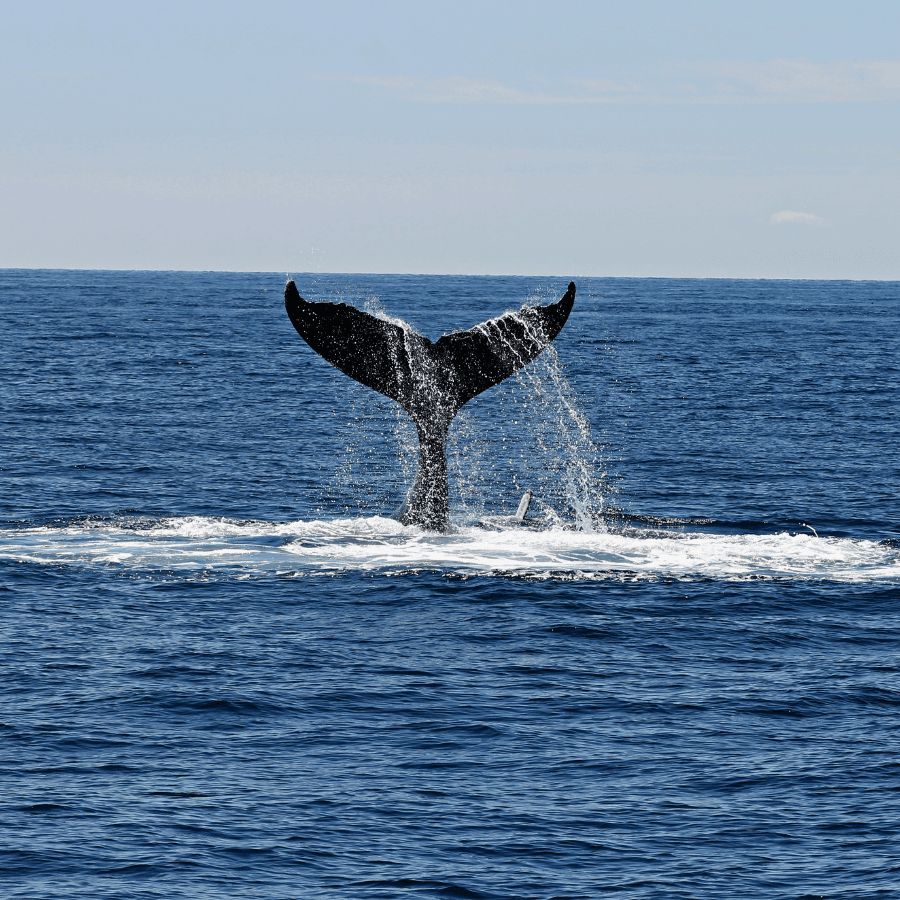 A whale's tail splashes above the ocean surface.
