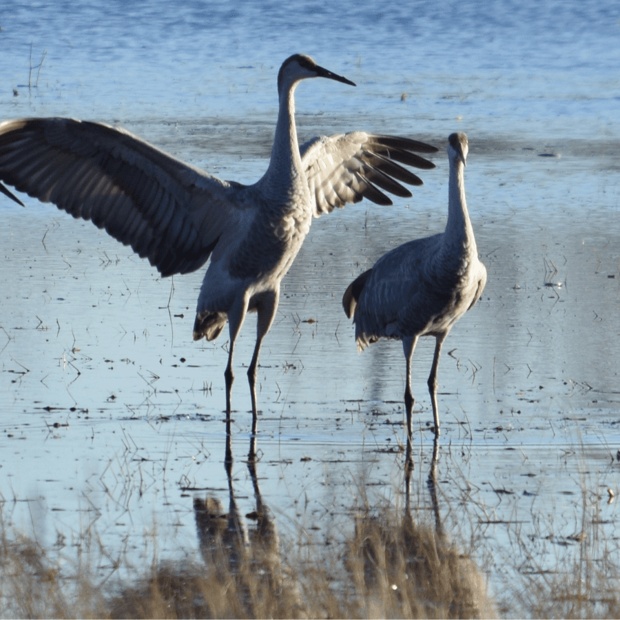 Two cranes stand in shallow water, one with outstretched wings, reflecting in the water's surface.