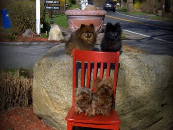 Photo of red chair set against a large stone with 2 dogs on stone and 2 dogs on red chair