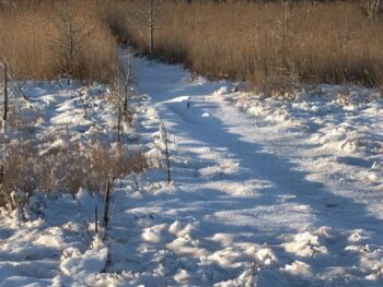 Photo of sand with path leading through tall grass