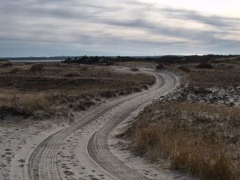 Photo of sandy road leading through grasses