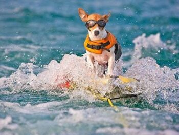 Dog skiing with life preserver on